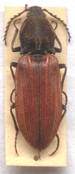 Anostirus atropilosus