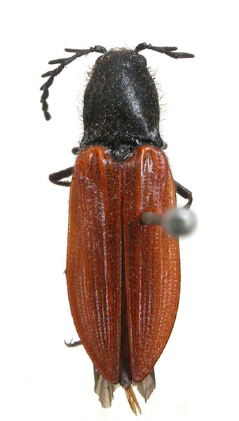 Anostirus atropilosus