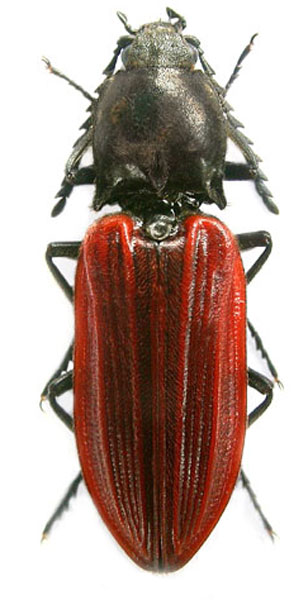 Anostirus atropilosus