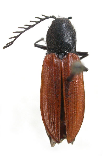 Anostirus atropilosus