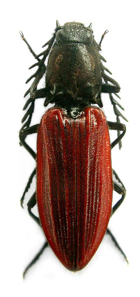 Anostirus atropilosus