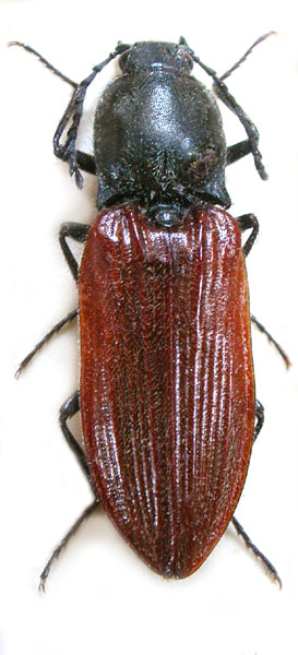 Anostirus atropilosus