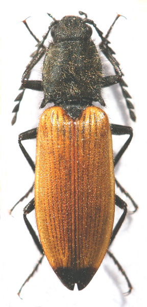 Anostirus binaghii