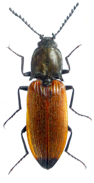 Anostirus binaghii