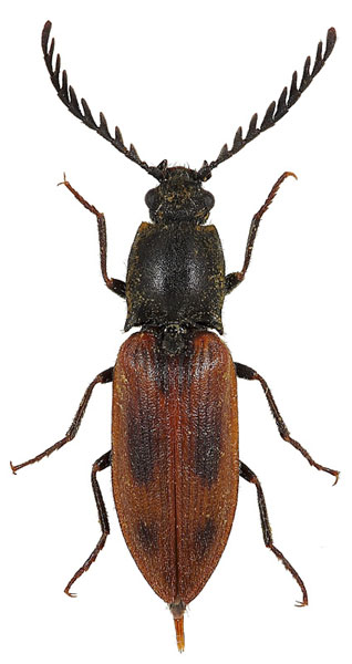 Anostirus boeberi