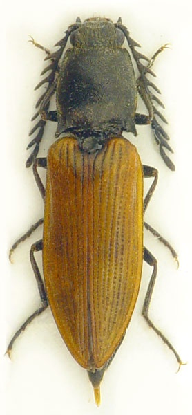 Anostirus boeberi