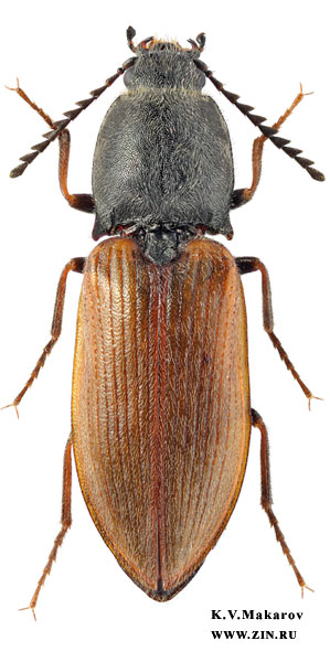 Anostirus boeberi