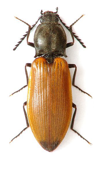 Anostirus bohemicus