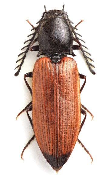 Anostirus bohemicus