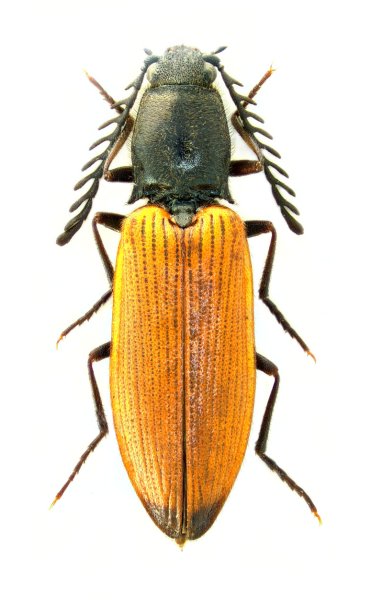 Anostirus bohemicus