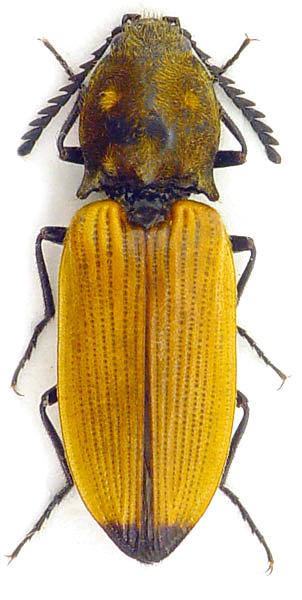 Anostirus castaneus