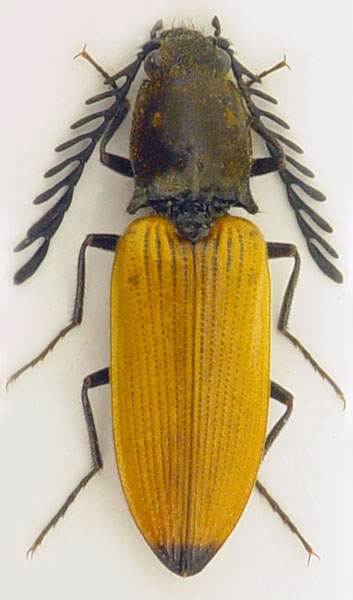 Anostirus castaneus