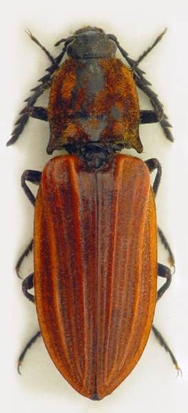 Anostirus cerrutii