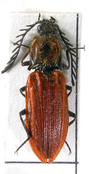 Anostirus cerrutii