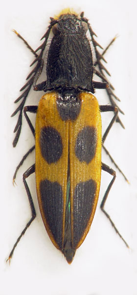 Anostirus daimio