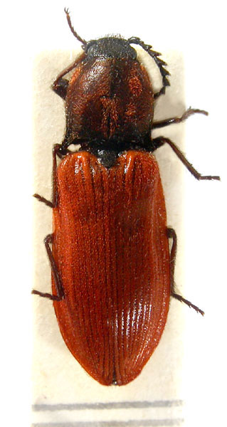 Anostirus dalmatinus