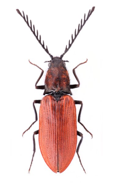 Anostirus dalmatinus