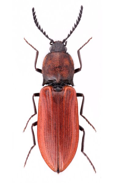 Anostirus dalmatinus