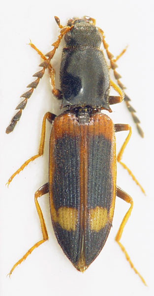 Anostirus decorus