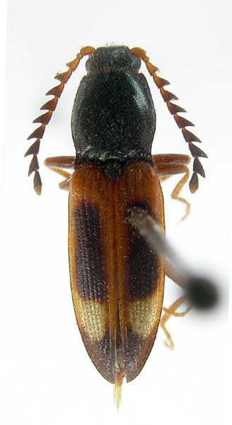 Anostirus decorus