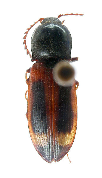 Anostirus decorus