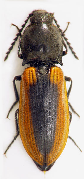 Anostirus eschscholtzi