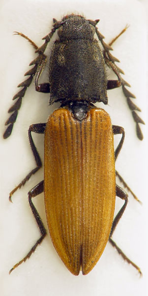 Anostirus eschscholtzi