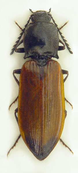 Anostirus gabilloti