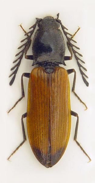 Anostirus gabilloti