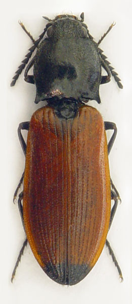 Anostirus ghilarovi