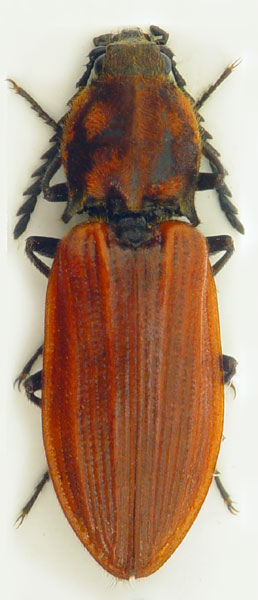 Anostirus gracilicollis