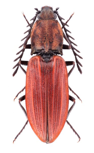 Anostirus gracilicollis