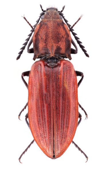 Anostirus gracilicollis
