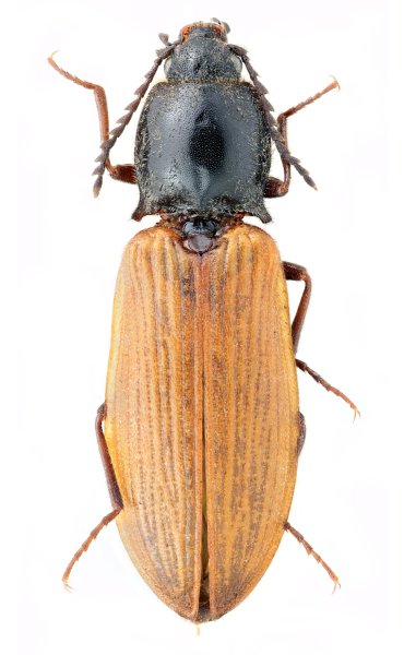 Anostirus gudenzii