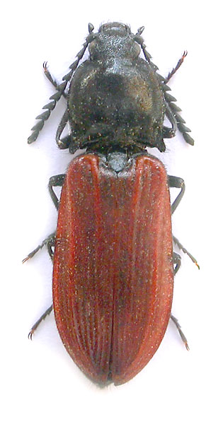 Anostirus haemapterus