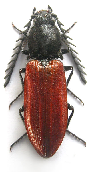 Anostirus haemapterus