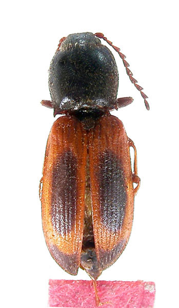 Anostirus hirculus