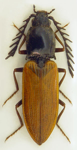 Anostirus holtzi