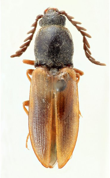 Anostirus holtzi