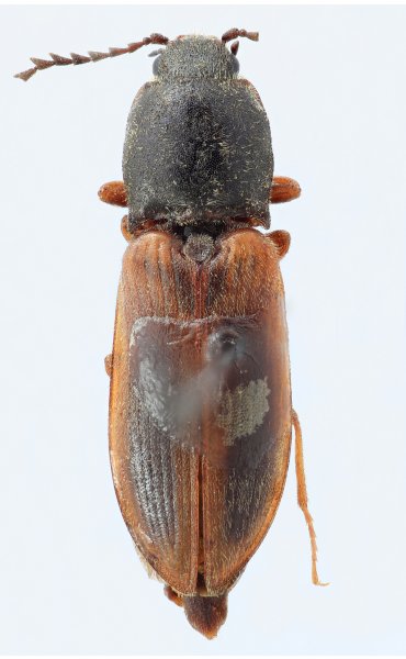 Anostirus holtzi