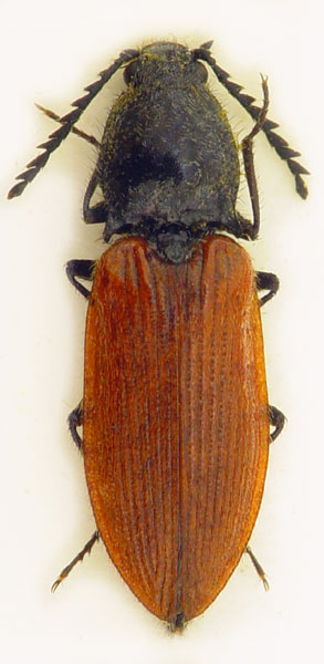 Anostirus jarmilae