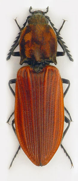 Anostirus lederi