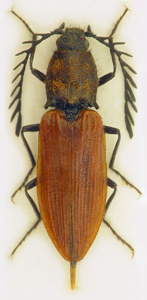 Anostirus lederi