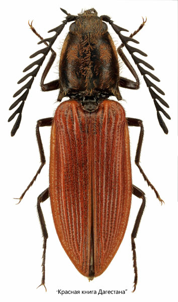 Anostirus lederi