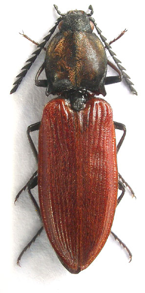 Anostirus lederi