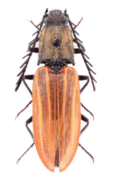 Anostirus lucbaueri