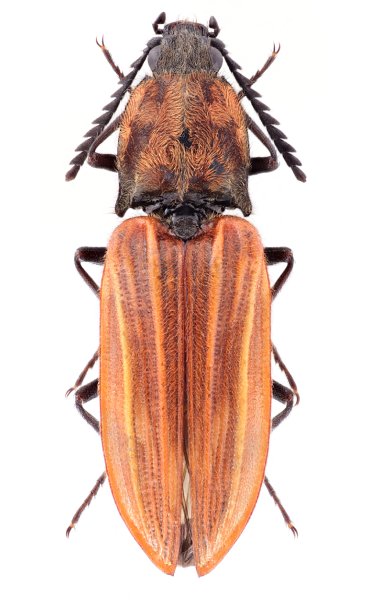 Anostirus lucbaueri