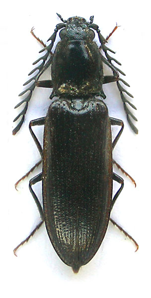 Anostirus marginatus