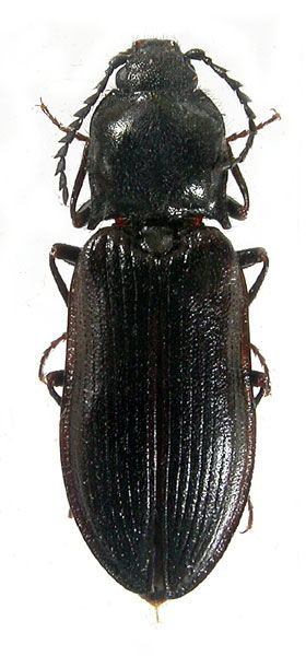 Anostirus melas