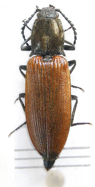 Anostirus nerii